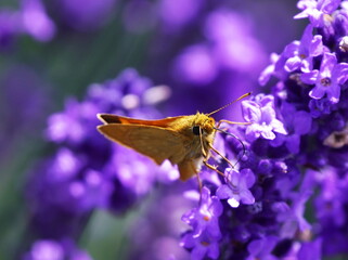 ラベンダーのフローラルな香りに誘われて