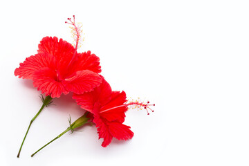 Beautiful red hibiscus flower in full bloom on white background.