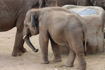 Naklejka premium Kleine Elefantendame erkundet im Kölner Zoo seine Umgebung