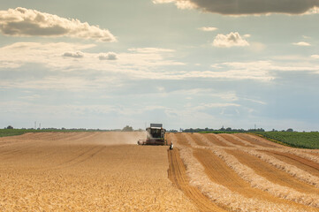 Naklejka premium Harvesting wheat harvester on a sunny summer day