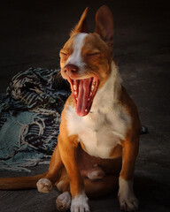 portrait of a dog