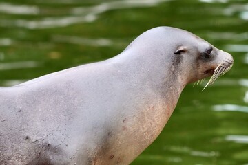 state sea lion