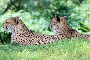 cheetah sitting on the grass