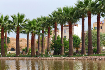 Row of the large palm trees near water in the famous Jnan Sbil Gardens in Fez. Morocco.