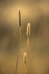 Grass seed heads backlit by sunset