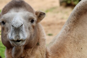 Fototapeta premium portrait of a camel