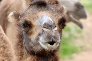 Fototapeta premium close up of camel