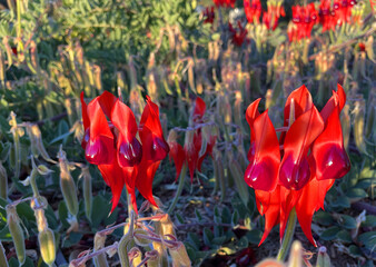 Beautiful vibrant red Sturt Desert Pea plant found in Northern Territory, Australia