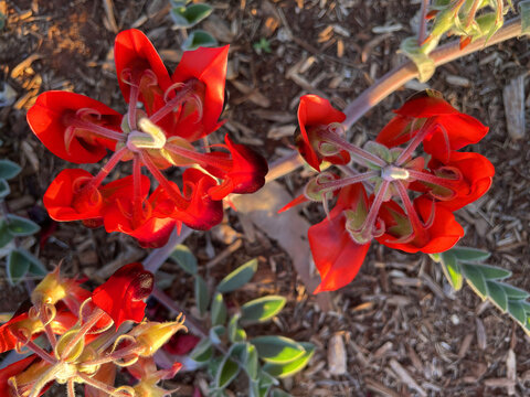Beautiful vibrant red Sturt Desert Pea plant found in Northern Territory, Australia