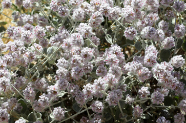 Fototapeta premium Pretty pink and white Mulla Mulla flower found in desert zones of Australia