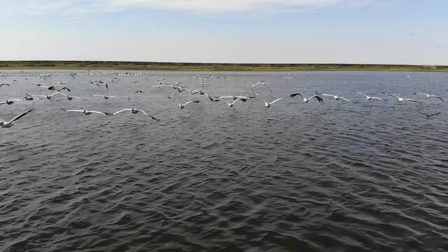 Kalmykia, nature reserve. A flock of pelicans is flying over the lake.