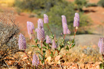 Pretty pink and white Mulla Mulla flower found in desert zones of Australia