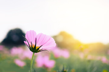Blurred of pink cosmos flower under summer sunlight of the fairways in the garden against a bokeh...