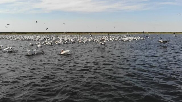 Kalmykia, nature reserve. A flock of pelicans is fishing in shallow water.