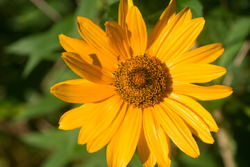 Heliopsis helianthoides, rough oxeye yellow flowers  closeup selective focus