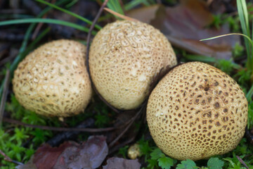 scleroderma citrinum, common earthball mushroom closeup selective focus