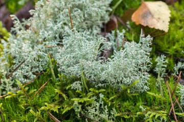 moss and cladonia arbuscula shrubby cup lichen