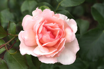Beautiful rose flower in the garden. Rose flowers on the background blurry pink roses flower in the garden of roses
