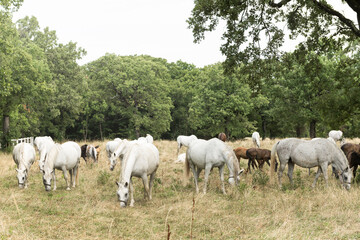 Obraz na płótnie Canvas Lipizzan or Lipizzaner White Horses Graze on Meadow at Stud Farm in Lipica Slovenia
