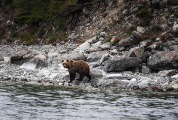 Kurile Lake, Kamchatka Peninsula, Rusia - August: two brown bears fight on the shore of the lake where dozens of bears gather to fish for salmon.