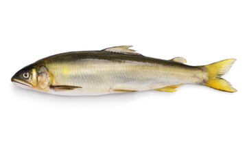 ayu, japanese river fish isolated on white background