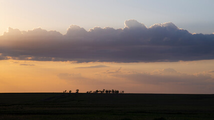 The silhouette of trees in and fields on the background of the sunset. Natural background. The concept of nature.