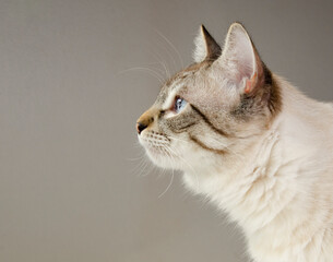 Gatito blanco siberiano atigrado ojos azules posando  de perfil mirada curiosa acercamiento