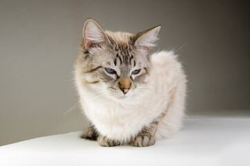Gatito blanco siberiano atigrado ojos azules posando  de pensativo
