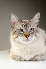Gatito blanco siberiano atigrado ojos azules posando mirada 