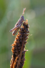 Grashüpfer in der Sonne