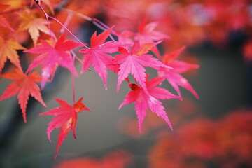 紅い葉のアップ