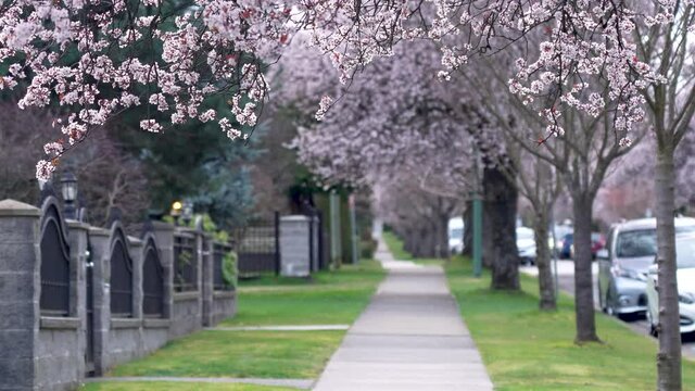 Cherry blossom full bloom in Vancouver city residential avenue. BC, Canada. Springtime lifestyle concept.