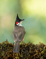 A red-whiskered bulbul perched on a nice perch and feeding on fruits on the outskirts of Madikeri,...