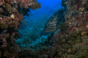 Fototapeta na wymiar A large Dusky Grouper (Epinephelus marginatus) in the Mediterranean Sea