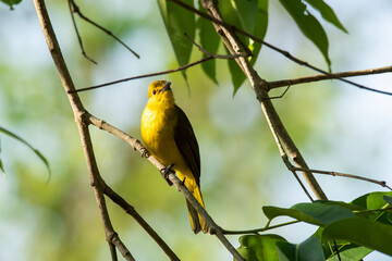 A yellow-browed bulbul sitting on a natural perch and feeding on fruits on the outskirts of madikeri, coorg