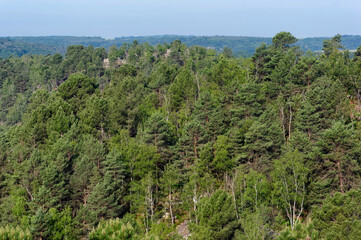 Fototapeta na wymiar Hill in Trois pignons forest