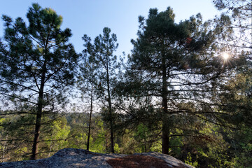 Fototapeta na wymiar Hills of the Trois pignons in the French Gatinais regional nature park