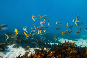 Fototapeta na wymiar Yellowtail Fish