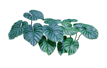 Heart shaped bicolors leaves plant isolated on white background, clipping path included.