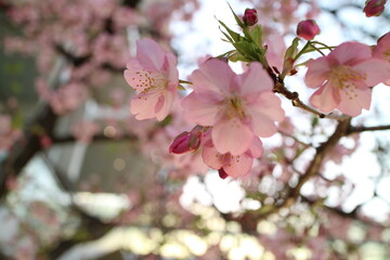 都心のビルの傍に桜が咲く横浜みなとみらい周辺