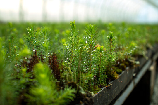 Green seedlings of coniferous trees. A greenhouse for growing plants and trees.