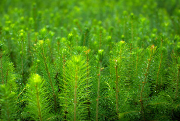 Green seedlings of coniferous trees. A greenhouse for growing plants and trees.
