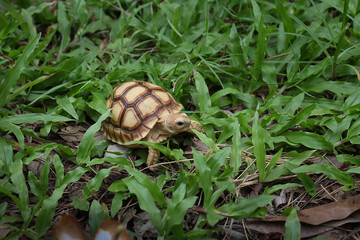 Tortoise is walking on the grass.