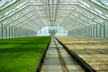 Green seedlings of coniferous trees. A greenhouse for growing plants and trees.