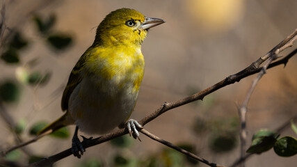 Lesser masked weaver in the winter season