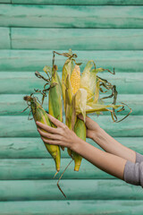 hand holding fresh sweet corn on blue background