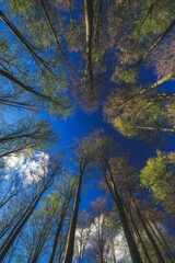 Spring treetops