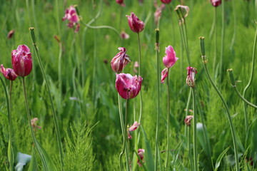 花びらが落ち始めたチューリップの花