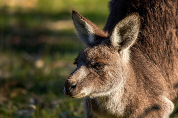 Naklejka na ściany i meble Eastern Grey Kangaroo, Woodlands Historic Park.