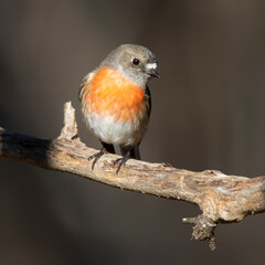 Female Scarlet Robin (Petroica boodang), Woodlands Historic Park